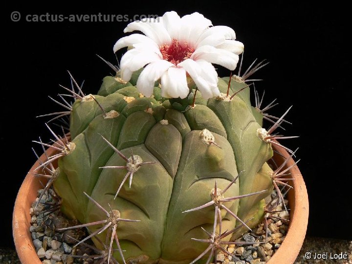 Gymnocalycium pflanzii ssp. argentinense muy robusta JL1965